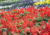 Red Salvia flower row.