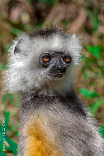 Diademed Sifaka. Diadema, endemic, endengered. Rare lemur,close up, portrait.(Propithecus diadema),Madagascar
