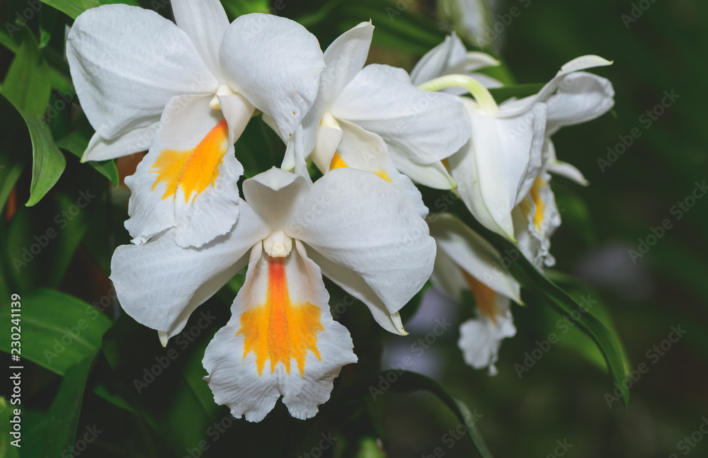 Fototapeta premium Hybrid white and yellow Cattleya flower orchids
