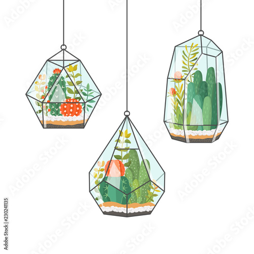 Tropical house plants and cactus in hanging terrariums or florariums. Decorative vector isolated succulents composition