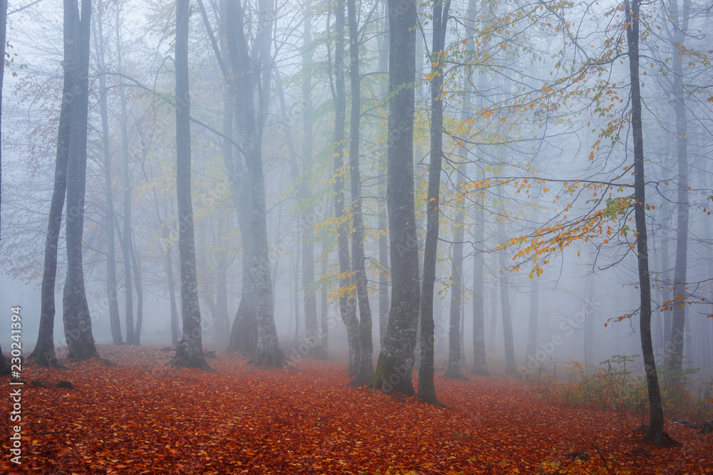 Sonbaharda sisli orman görünümü