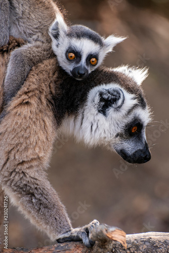 Ring Tailed Lemur kata ,Close up Ring-tailed lemur baby and mother.Wild nature Madagascar
