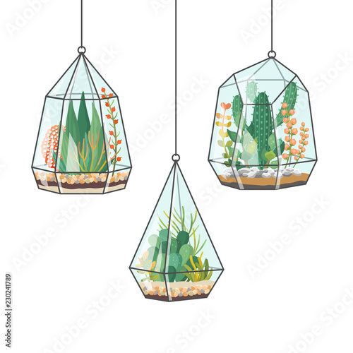 Tropical house plants and cactus in hanging terrariums or florariums. Decorative vector isolated succulents composition