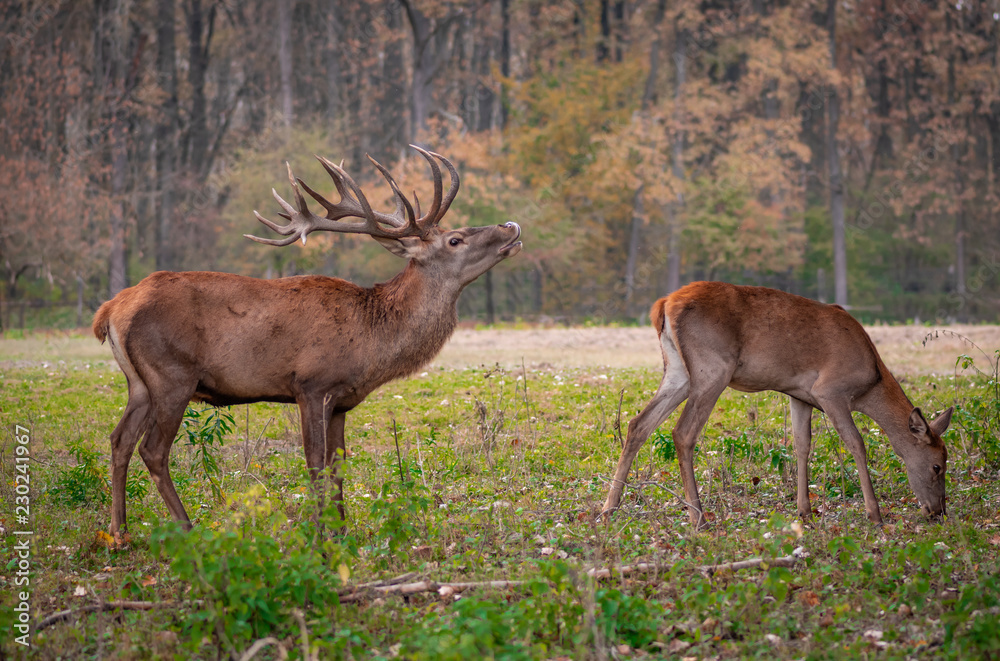 Fototapeta premium red deers in the forest