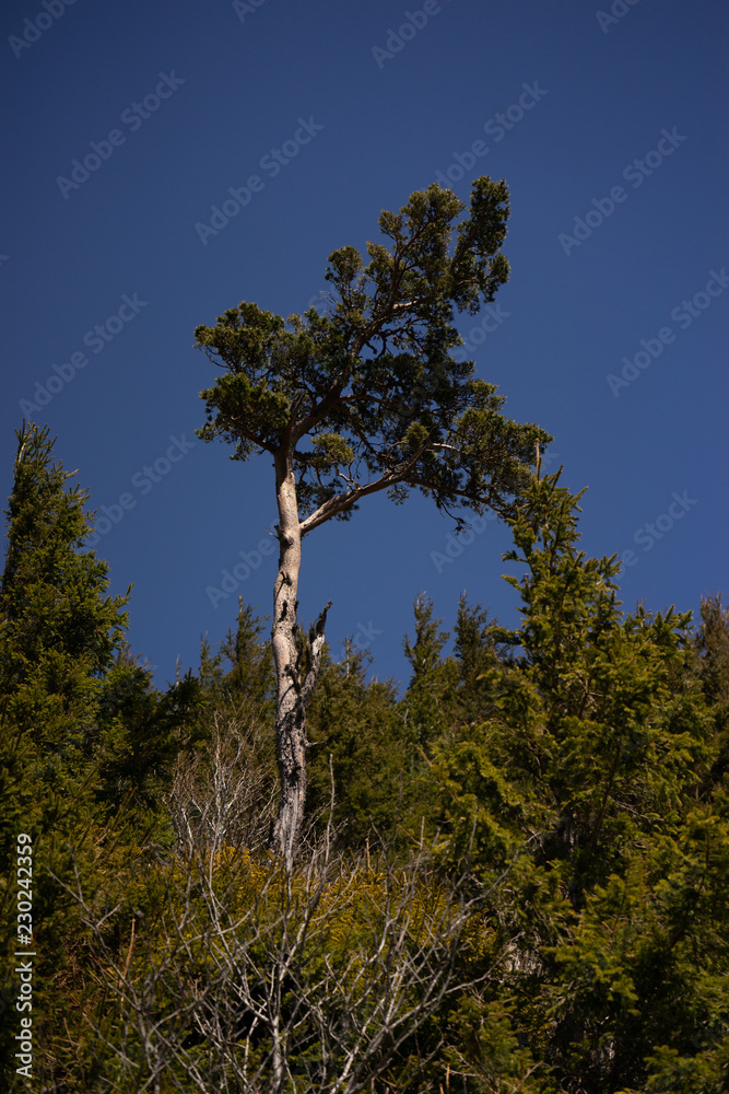 Fototapeta premium The crown of a tree