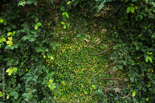 Fototapeta Naklejka Na Ścianę i Meble -  植物の壁、抽象的