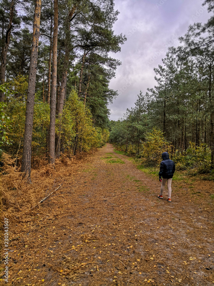 Obraz premium A walk in the woods