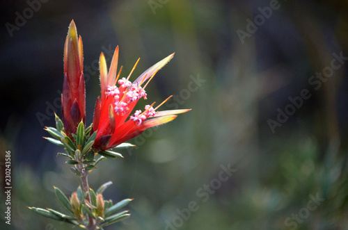 Red flower and bud of the Australian native Mountain Devil, Lambertia formosa, family Proteaceae, growing in heath, Little Marley Firetrail, Royal National Park, east coast NSW, Australia photo