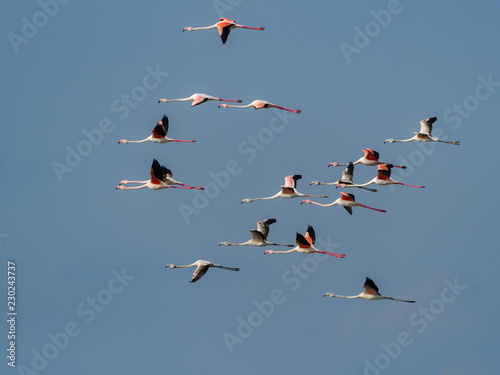Flock of Greater Flamingos in Flight on Blue Sky