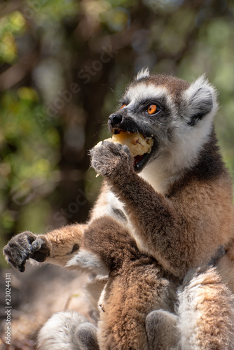 Ring Tailed Lemur  kata ,Close up Ring-tailed lemur baby and mother, mother breastfeeding her baby