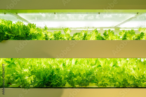 植物工場で育つレタス