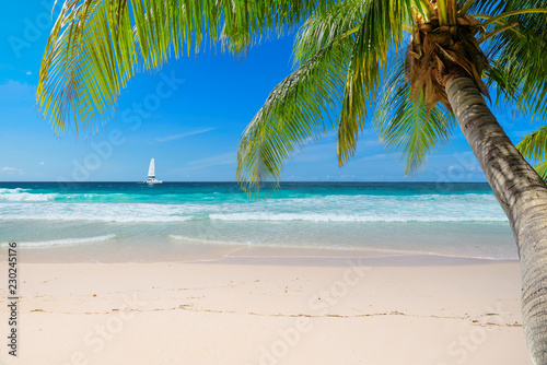 Untouched sunny beach with palm and a sailing boat in the turquoise Caribbean sea on Jamaica Caribbean island.