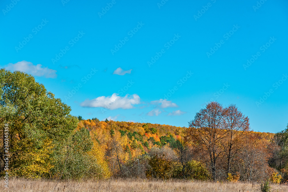 Fototapeta premium autumn landscape with trees and blue sky