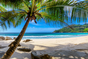 Fototapete Karibik Tropischer Strand. Sandstrand mit Palmen und türkisfarbenem Meer. Sommerferien und tropisches Strandkonzept.  © lucky-photo