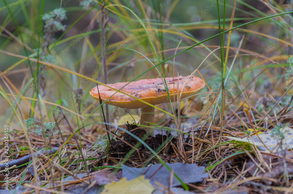 Beautiful toadstools grow in the woods on mosses and grass. Beautiful toadstools grow in the woods on mosses and grass.