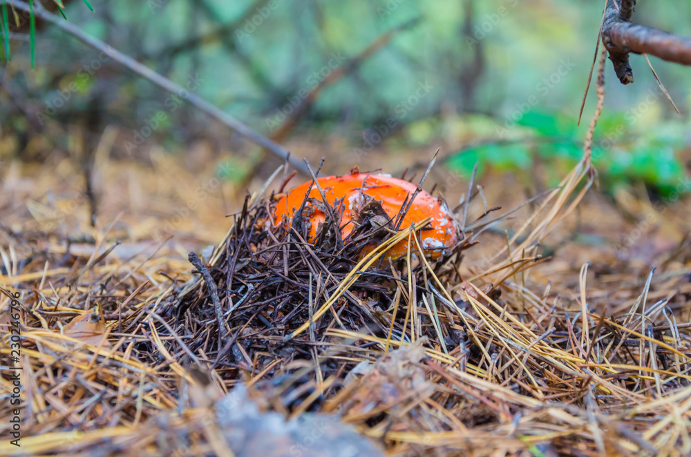 Beautiful toadstools grow in the woods on mosses and grass. Beautiful toadstools grow in the woods on mosses and grass.