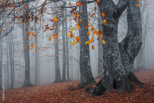 Sonbaharda sisli orman görünümü photo