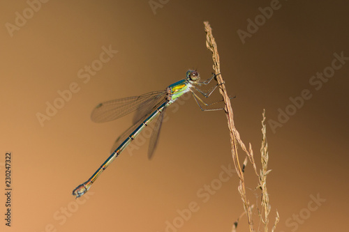 southern emerald damselfly photo