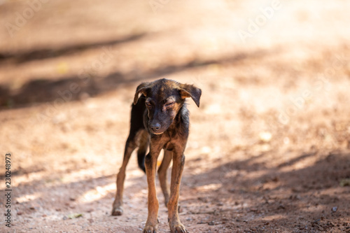 Homeless dog,Stray dog,Vagrant dog in Thailand,Stray dog look forward with sad eyes