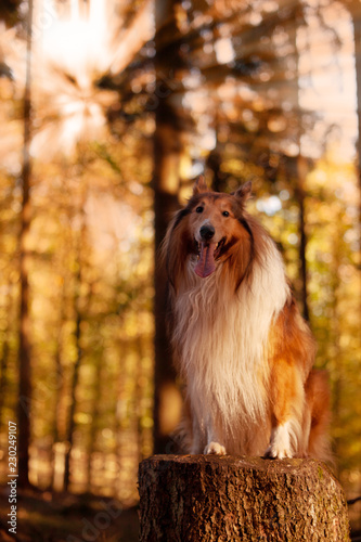 dog in autumn park