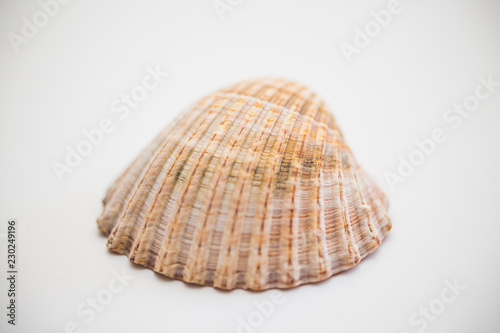 Close up of seashell on white background.