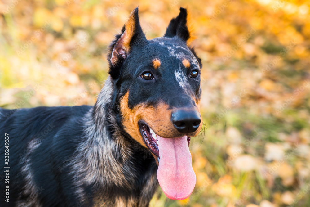 Portrait of a dog breed of French sheepdog on a background of autumnal nature. Portrait of a dog breed of French sheepdog on a background of autumnal nature.