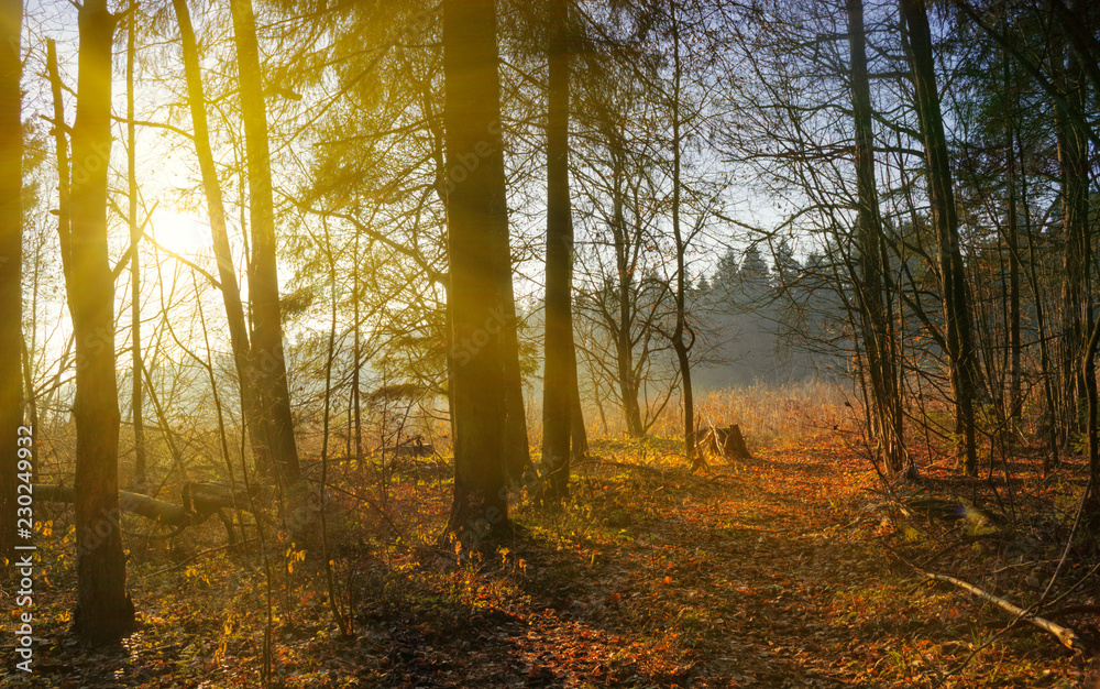 Sunbeams in Natural Spruce Forest. Sunlight shining through a forest on a foggy morning. Sunbeams in Natural Spruce Forest. Sunlight shining through a forest on a foggy morning.