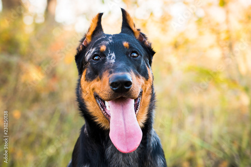 Portrait of a dog Beauceron on a background of autumnal nature. photo