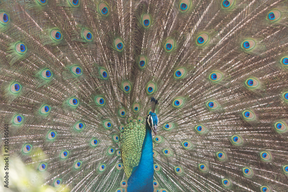 Obraz premium peacock dissolved the tail