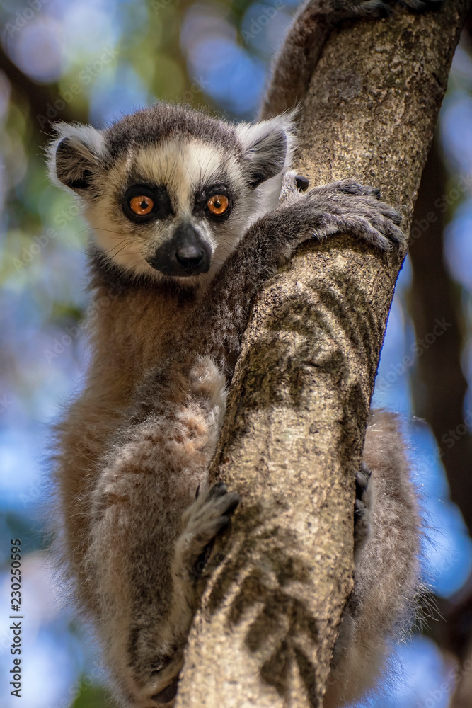 Fototapeta premium Ring Tailed Lemur kata ,Close up Ring-tailed lemur, Madagascar