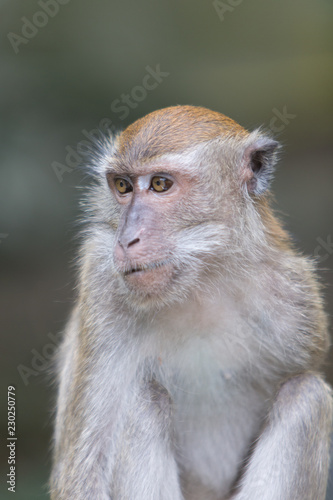 closeup of a monkey
