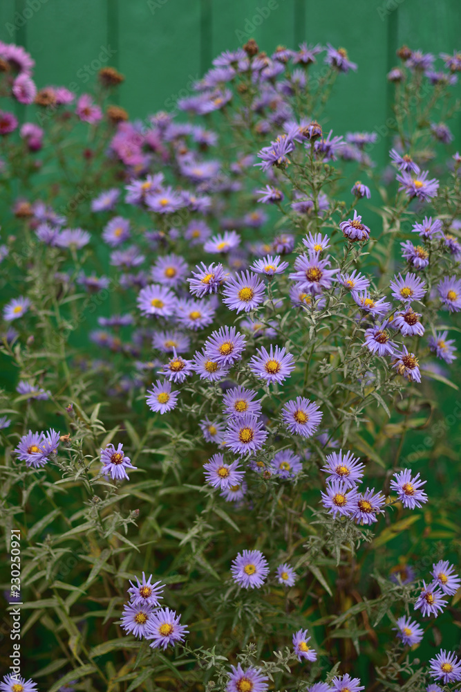Obraz premium Aster Symphyotrichum novae-angliae on a vintage green wooden background