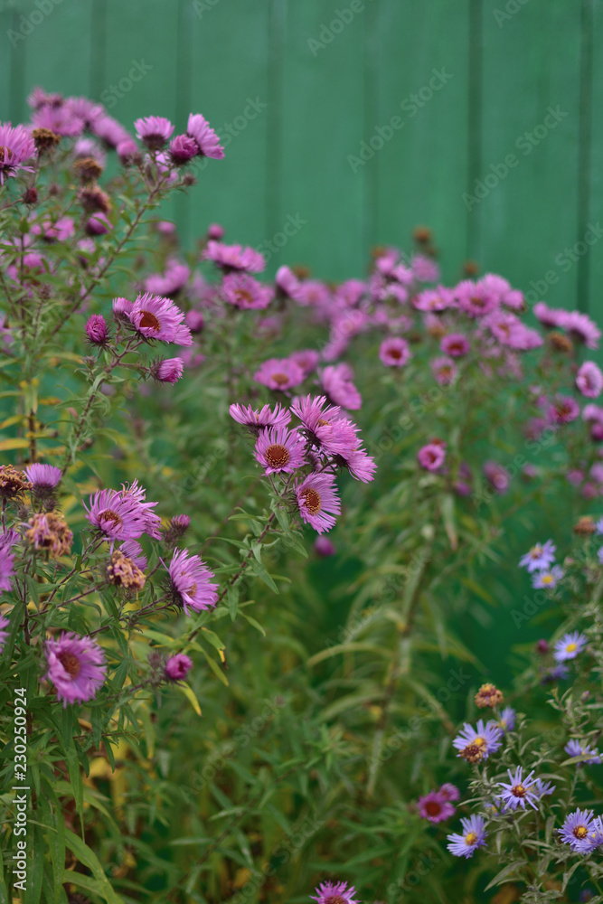 Obraz premium Symphyotrichum novi-belgii asters on a vintage green wooden background