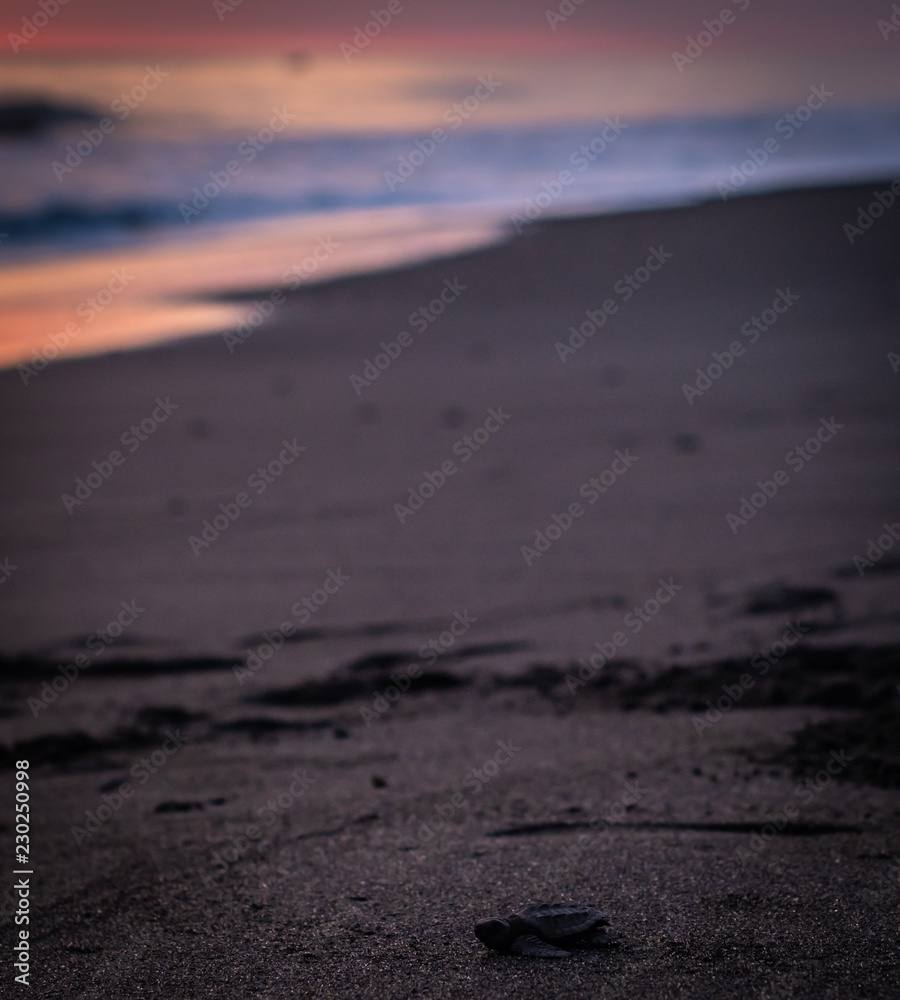 baby sea turtles in Monterrico Guatemala baby sea turtles in Monterrico Guatemala
