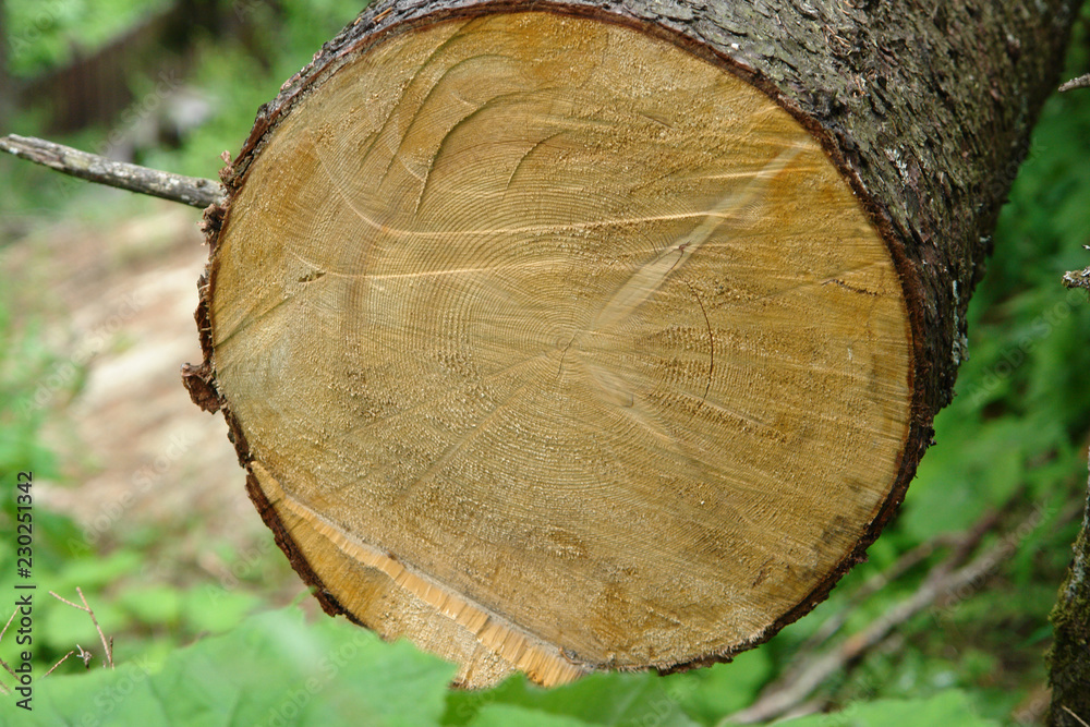 Gefällter Baum