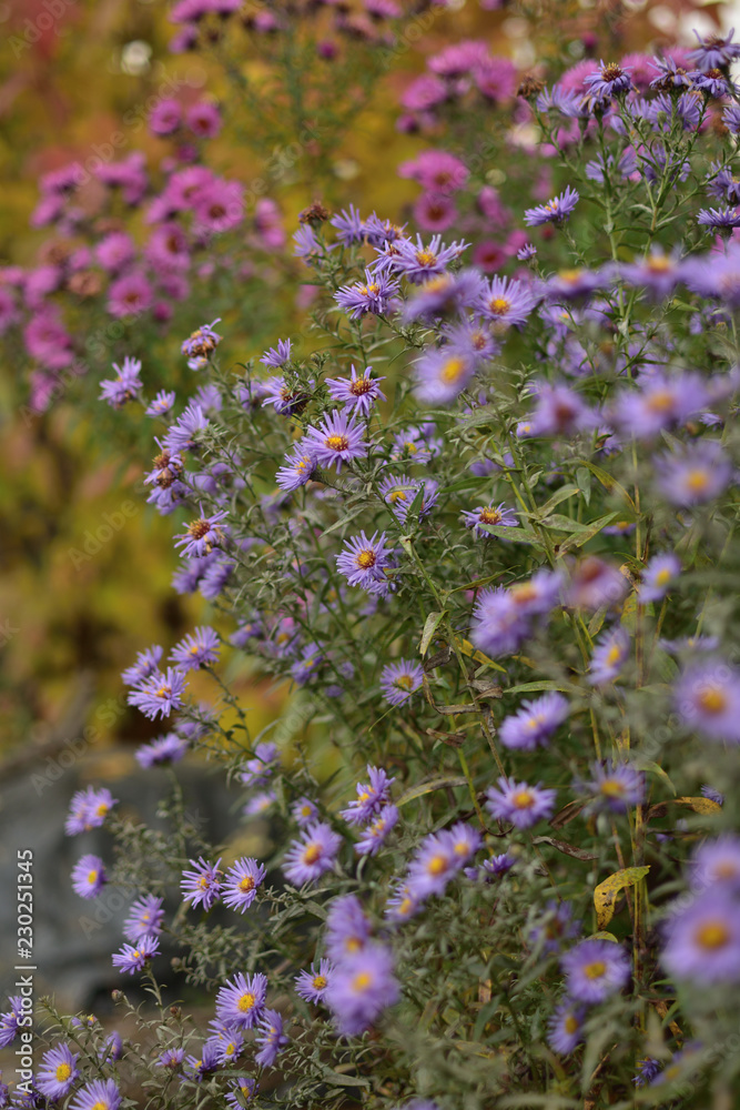Obraz premium Symphyotrichum novi-belgii and Symphyotrichum novae-angliae asters on a vintage background of autumn foliage