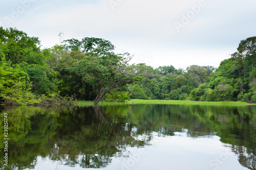 Panorama from Amazon rainforest, Brazilian wetland region.