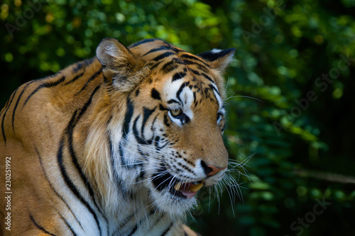 Fototapeta Naklejka Na Ścianę i Meble -  tiger