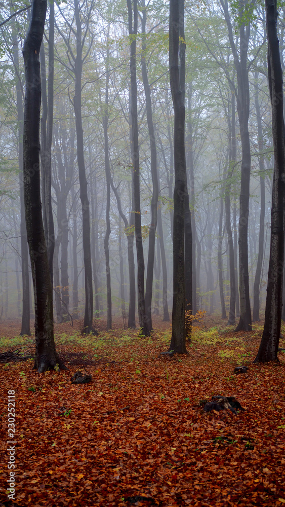 Mgła w jesiennym lesie