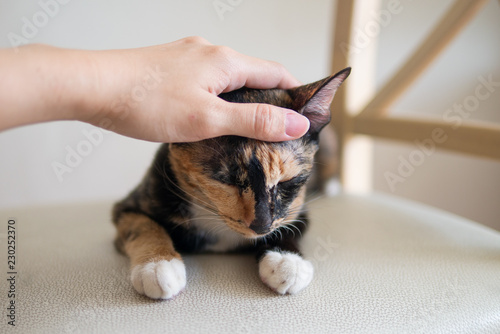 Photos hand patting pet calico or tortie or tortoiseshell kitten cat in relaxation mood