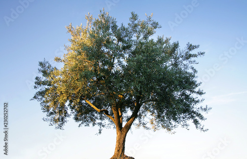 olive tree isolated