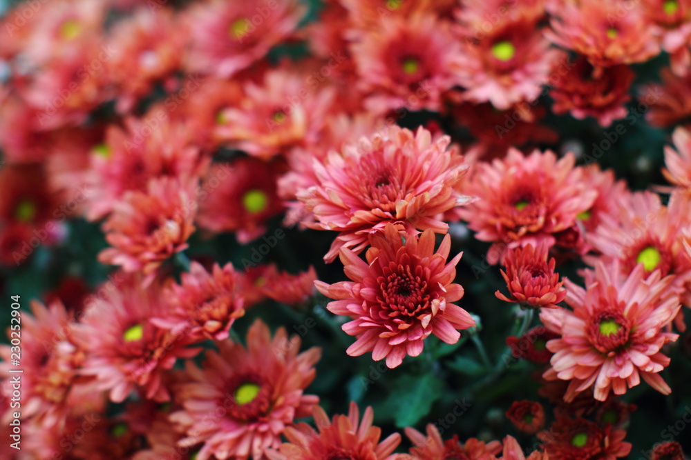 Dark rusty red aster dumosus flowers with yellow middles ingerman garden. Floral autumn background. Dark rusty red aster dumosus flowers with yellow middles ingerman garden. Floral autumn background.