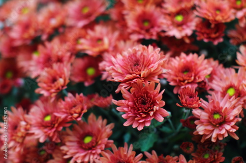 Dark rusty red aster dumosus flowers with yellow middles ingerman garden. Floral autumn background.