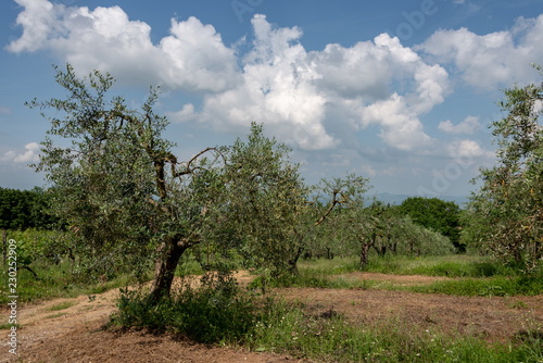 Knorriger Olivenbaum in einem Olivenhain