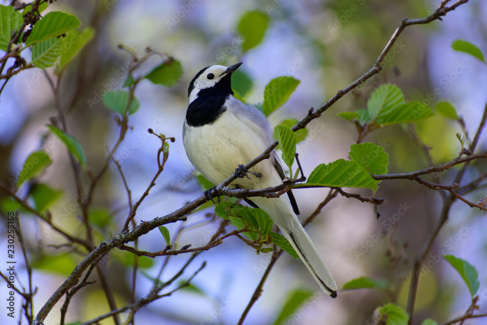 White wagtail (Motacilla alba), May, Latvia White wagtail (Motacilla alba), May, Latvia