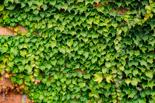 ivy wrapped around a brick wall at home