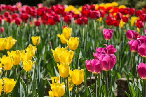 group of beautiful tulips