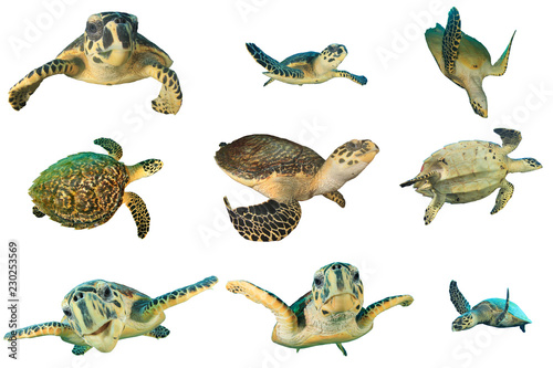 Hawksbill Sea Turtles isolated on white background