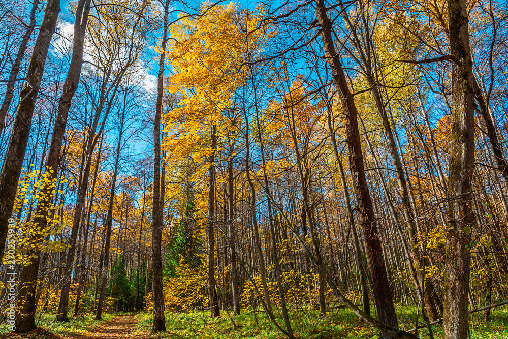 Fototapeta premium trees in autumn