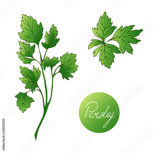 Set of herbs. Parsley colored. Hand drawn. Vector illustration